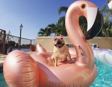 Giant Flamingo Inflatable Pool Float