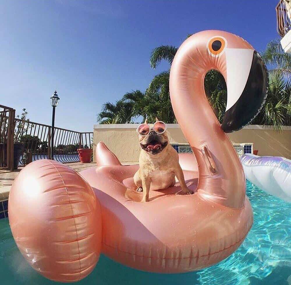 large flamingo float