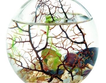 EcoSphere Closed Aquatic Ecosystem