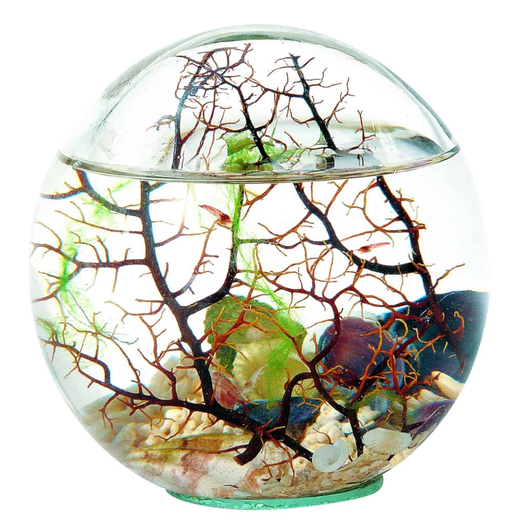 EcoSphere Closed Aquatic Ecosystem