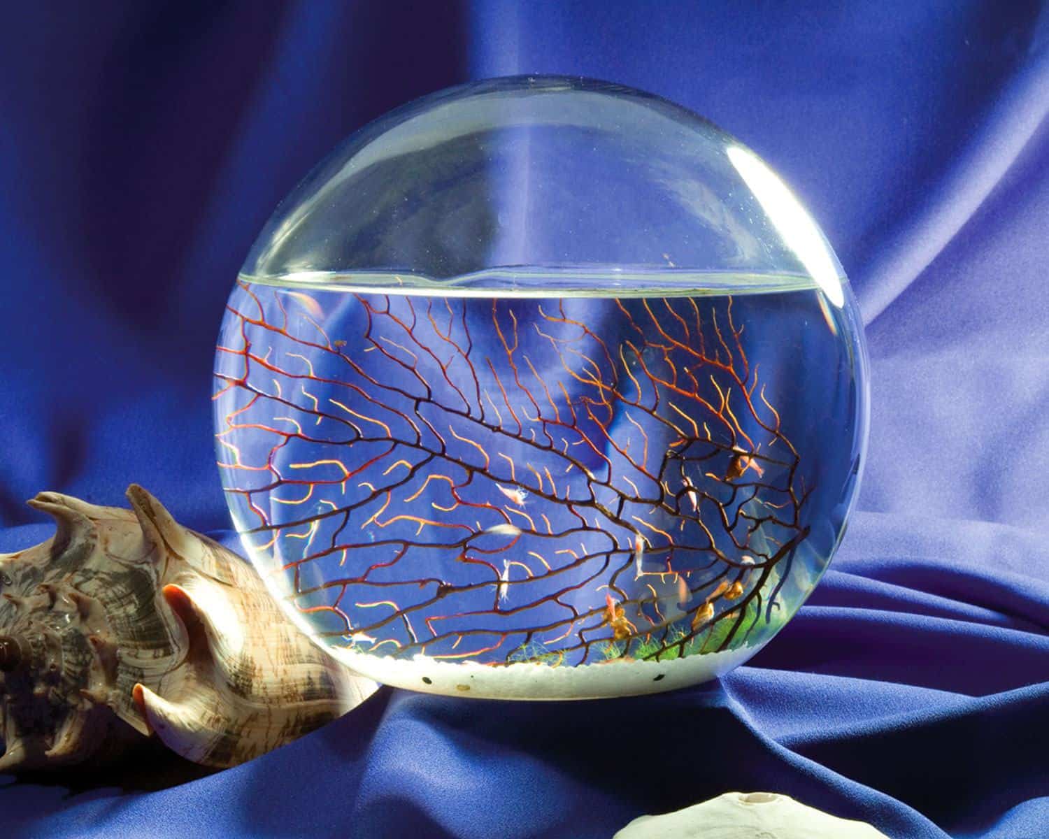 EcoSphere Closed Aquatic Ecosystem