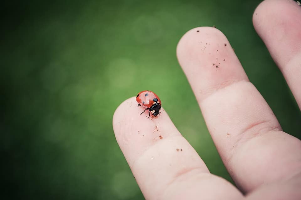 4500 Live Ladybugs