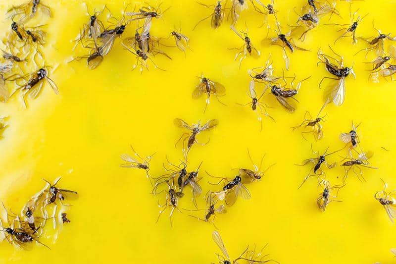 How To Get Rid Of Gnats In The Yard Gnats 1 