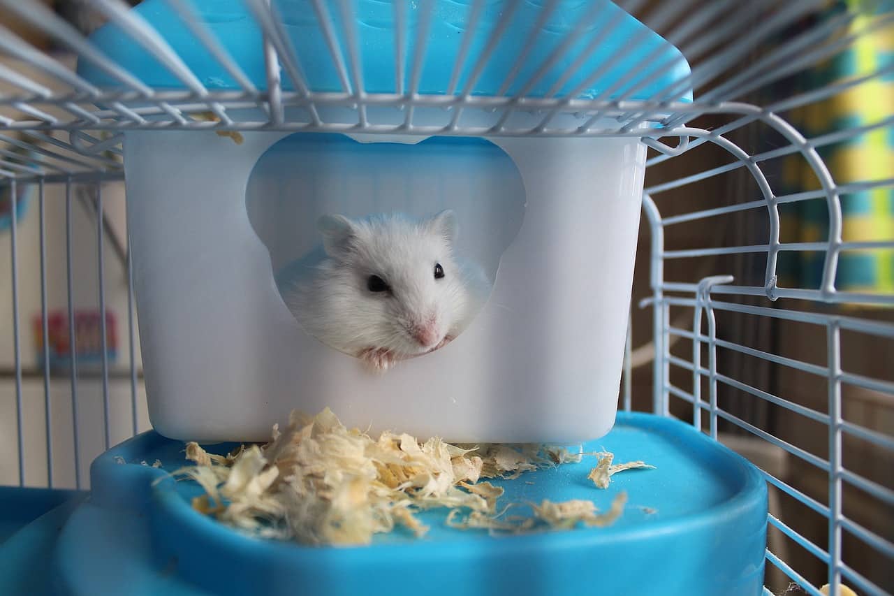 Top 10 Hamster Cages: Give Your Furry Friend the Perfect Home in 2022