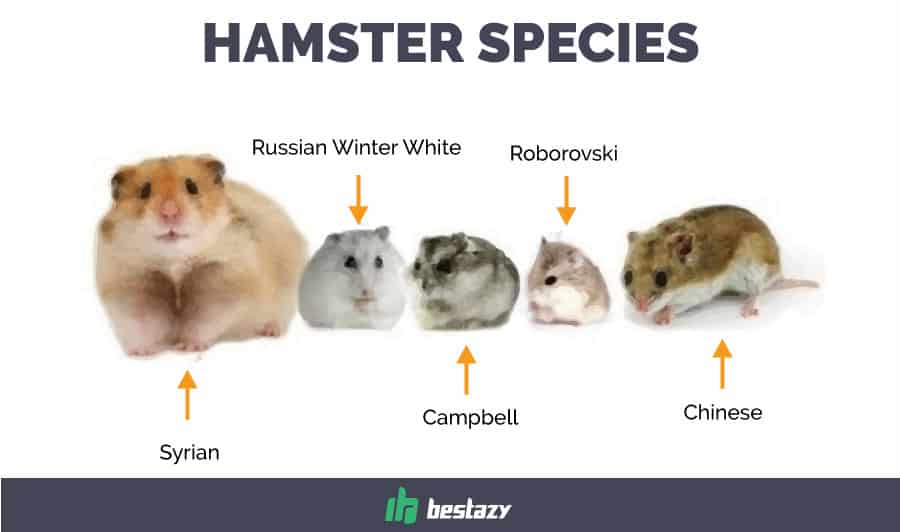 Adolescent tube hamster